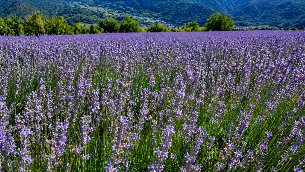 campo di lavanda sotto il sole della vallecamonica